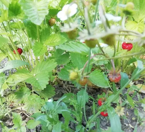 Чим оздоровити ґрунт після суниці: що посіяти на звільненій плантації