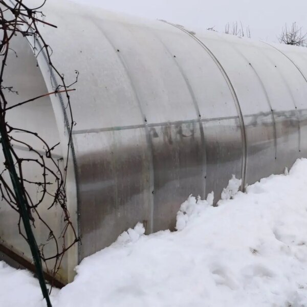 Як правильно доглядати теплицю взимку: поради експертів