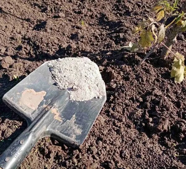 Скільки золи потрібно для грядки: цифра, яка здивує