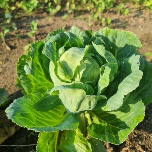 Що виростити після капусти: план, який спрацює на 100%