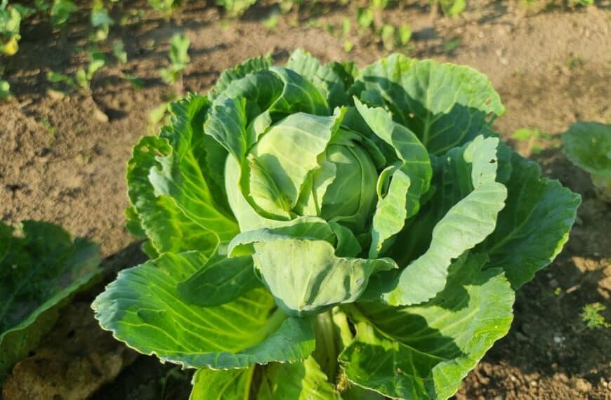 Що виростити після капусти: план, який спрацює на 100%
