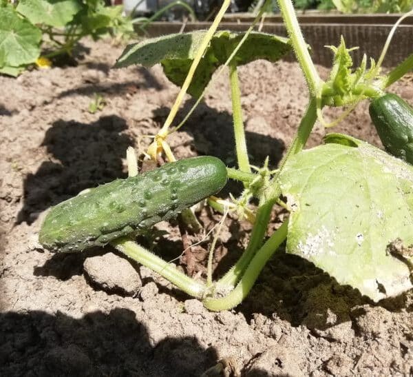 Чому не можна садити огірки після картоплі: секрет урожаю
