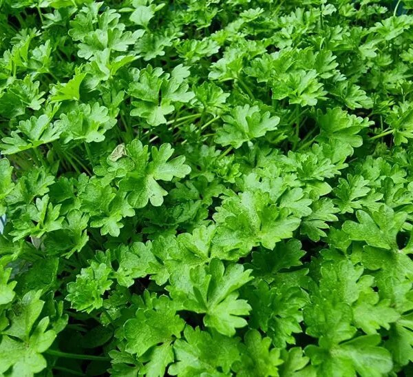 Що садити після петрушки: вона підготувала ідеальні умови для цих рослин