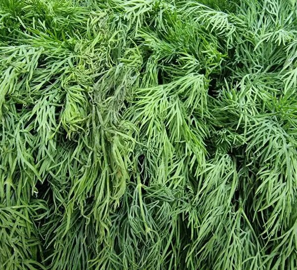 Що садити після кропу: маленький секрет для безперервного конвеєра зелені