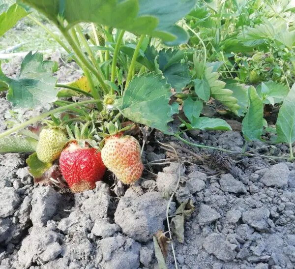 Що допомагає полуниці рости швидше: забута рада садівників
