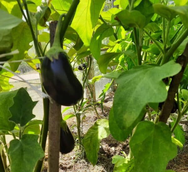 Після баклажанів: який «санітар» очистить грядку за сезон