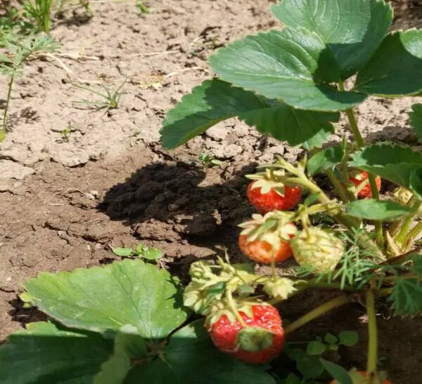 Після полуниці: який овоч дасть рекорд на збіднілій землі