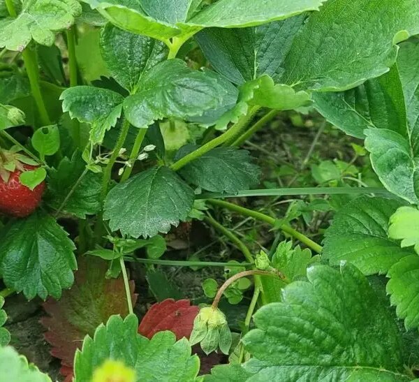 Що буде, якщо посадити часник поруч із полуницею: помилка чи секрет великого врожаю