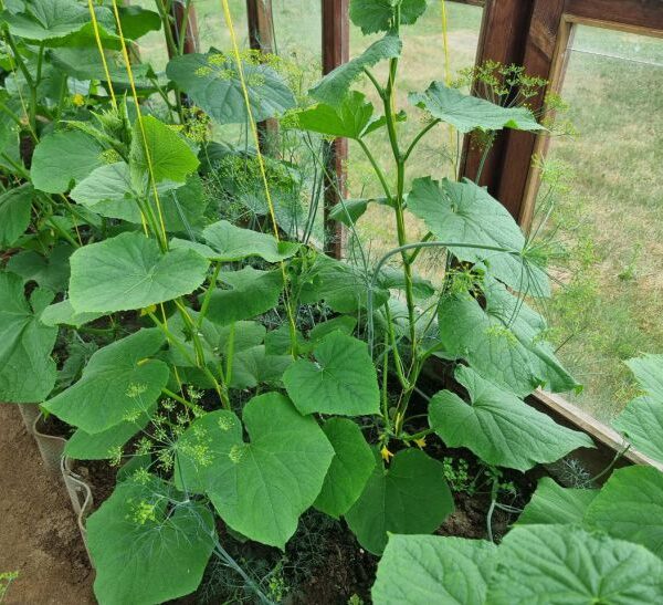 Що станеться, якщо посадити огірки поруч із квасолею: про це не розповість сусід по дачі