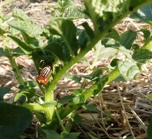 Як боротися з колорадським жуком: перевірений спосіб