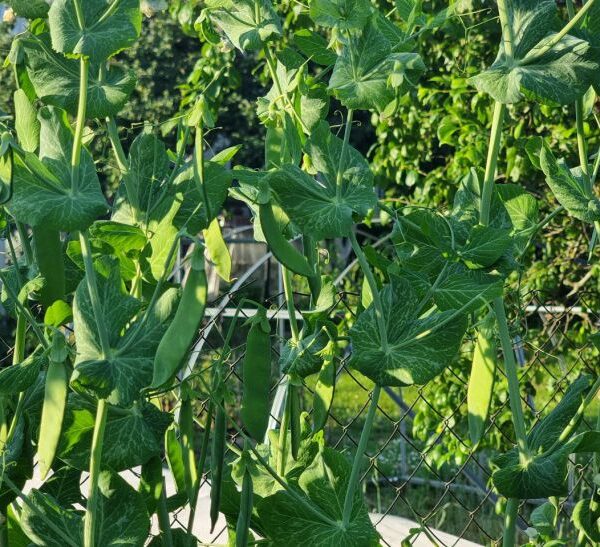 Після гороху: чому цибуля буде просто гігантською