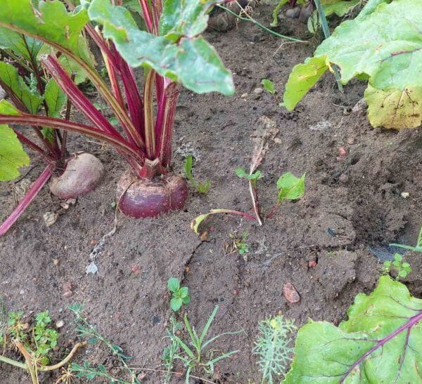 Чому не росте буряк: можливо, його отруює цей популярний сусід