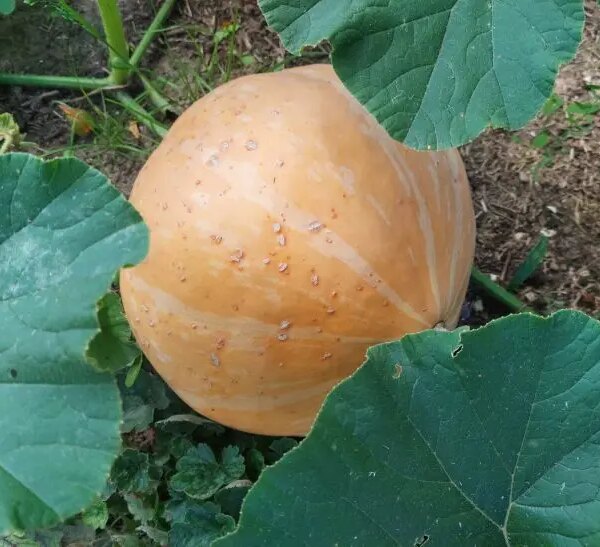 Чим зайняти грядку після гарбуза: що буде добре рости на «ситому» місці