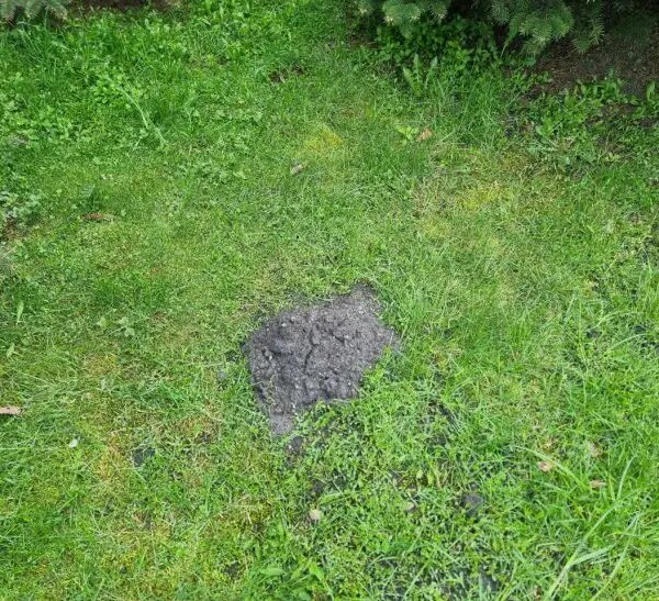 Як боротися з крітами на ділянці: перевірений спосіб