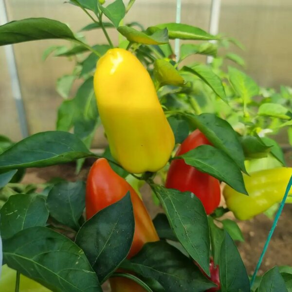 Що посіяти після перцю для її відновлення: про це не розповість сусід по дачі