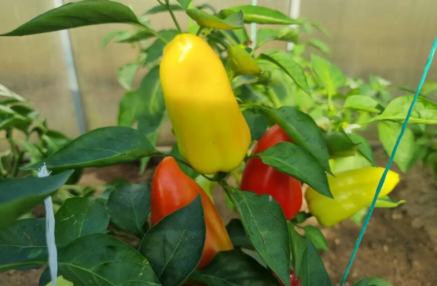 Що посіяти після перцю для її відновлення: про це не розповість сусід по дачі
