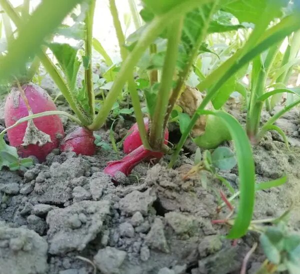 Що садити після редьки: швидка ротація для найзайнятіших городників