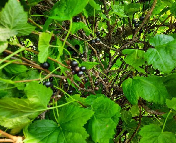 Як мило допомагає проти попелиці: секрети боротьби