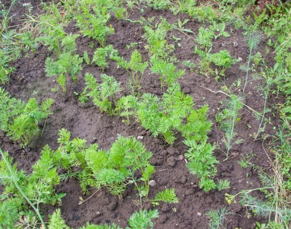 Що сіяти після моркви: культури, які люблять пухку землю після коренеплодів