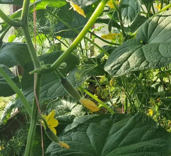 Не губіть грядку: що посадити після огірків для оздоровлення ґрунту