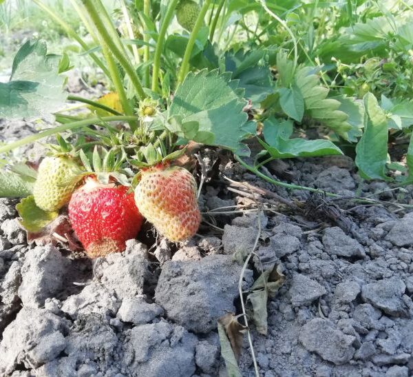 Навіщо розділяти грядки полуниці та малини: загальний шкідник, який знищить усі