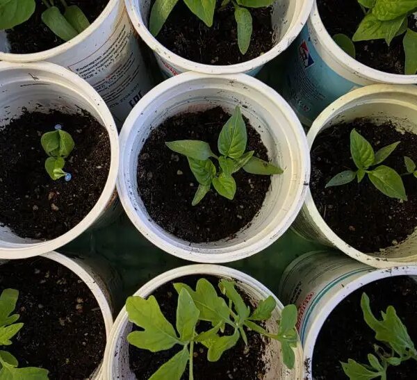 Яке світло губить розсаду: 3 помилки на підвіконні, які ви робите