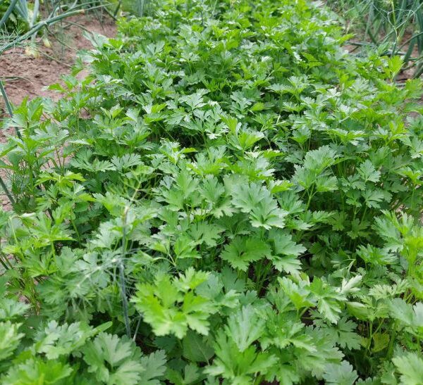Чому петрушка мститься своєму сусідові: з якою рослиною вона не уживається