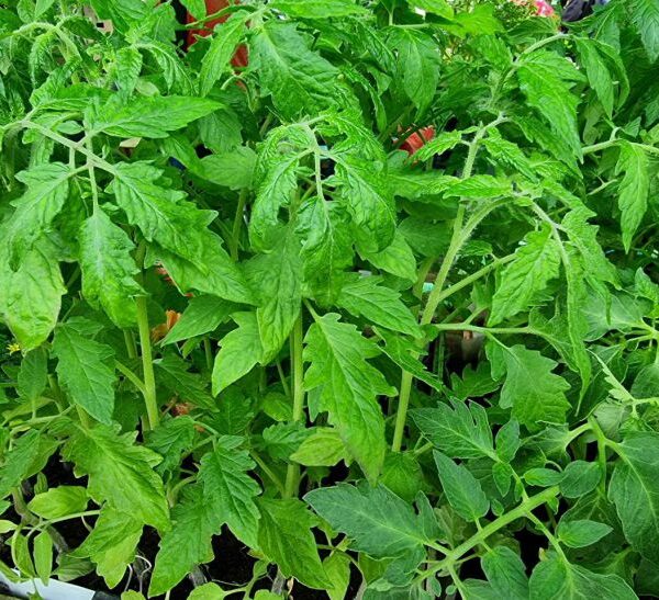 Тони помідорів: що сиплють у лунку при висадженні розсади справжні професіонали