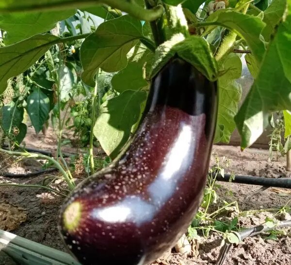 Чому після баклажанів потрібно садити це: детокс для вашого ґрунту