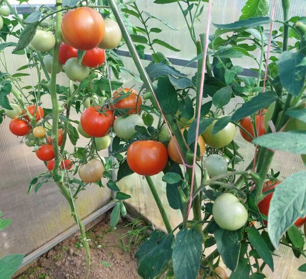 Чому огірки та помідори в одній теплиці – погана ідея: конфлікт мікроклімату