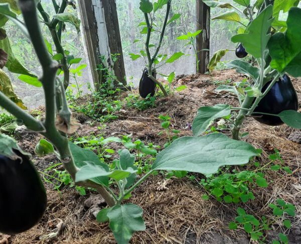 Чому баклажани – погані попередники: і що зможе там рости