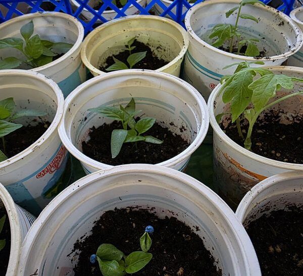 Чому не сходить розсада баклажанів: терміни та умови, про які всі забувають