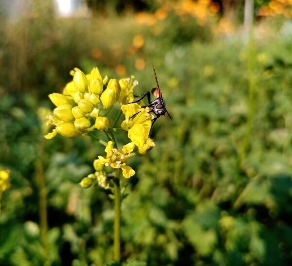Навіщо сіяти гірчицю після картоплі: що садити, щоб земля відпочила