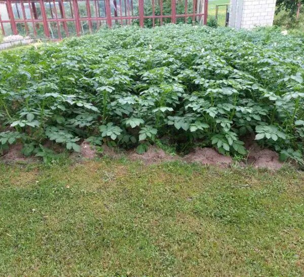 Що посадити після картоплі: секрет, про який мовчать агрономи