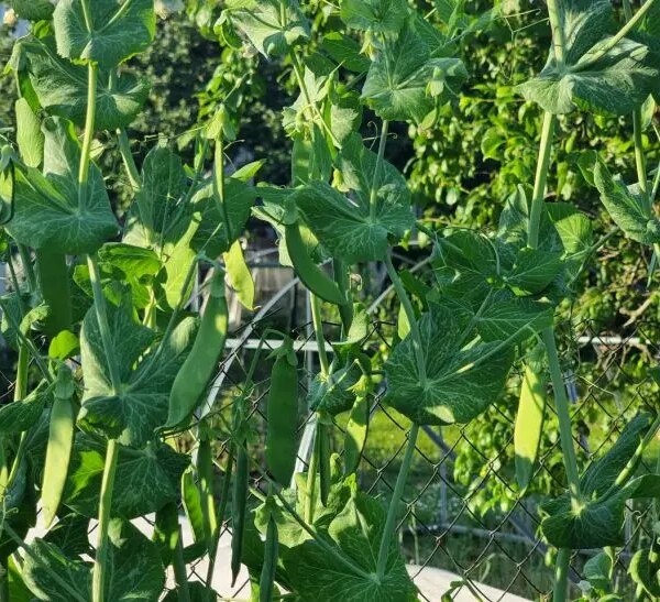 Чому після гороху все росте як на дріжджах: 7 найкращих послідовників