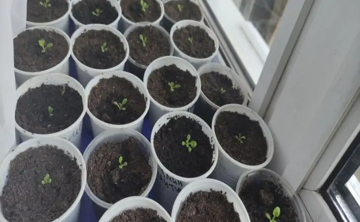 Що класти на дно стаканчика для розсади: дренаж, який запобігатиме закисанню
