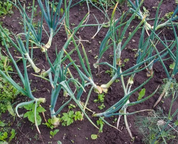 Навіщо ізолювати квасолю від цибулі: помилка, через яку обоє чахнуть