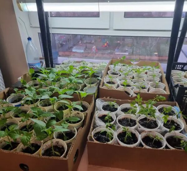 Навіщо поливати розсаду дріжджами: секрет, від якого вона піде на зріст