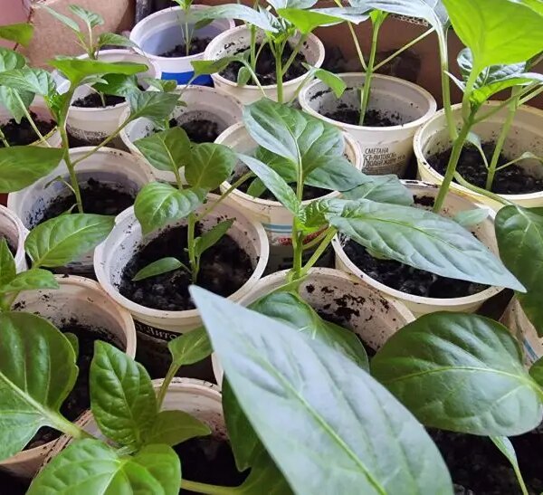 Навіщо обприскувати розсаду молоком: старовинний метод для профілактики хвороб