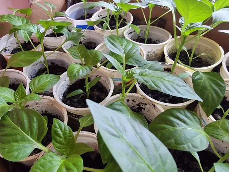 Навіщо обприскувати розсаду молоком: старовинний метод для профілактики хвороб