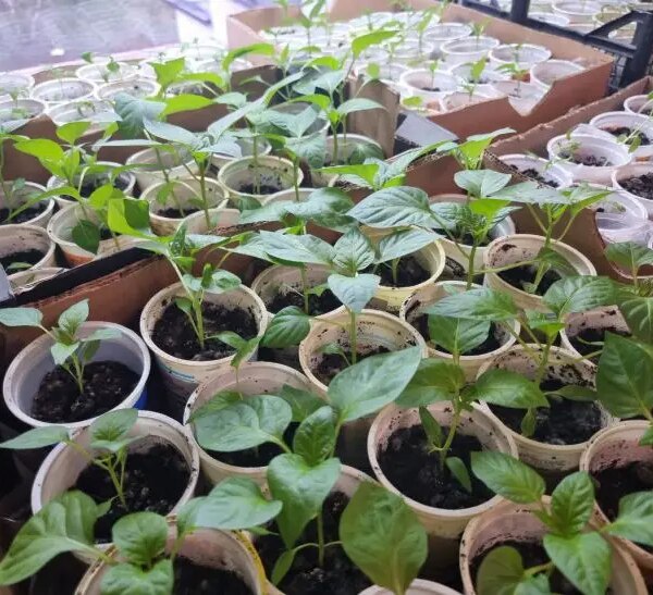 Помилка новачків: навіщо досвідчені городники обривають перші квіти у розсади