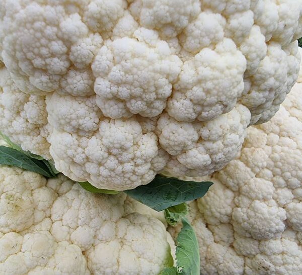 Чому розсада цвітної капусти гине: температурний режим, який критичний