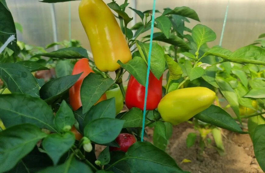 Що приховує земля після перцю: культура-рятівник для виснаженої землі