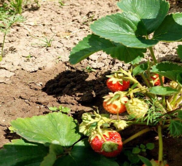 Чим замінити полуницю на старому місці: 3 варіанти, про які ви не&hellip;