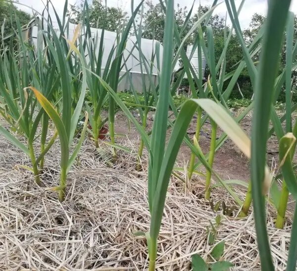 Що посадити після часнику на наступний рік: найкращі послідовники для ґрунту