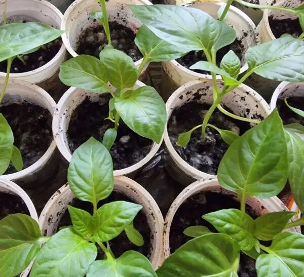 Чому жовтіє листя у розсади перців: про це не розповість сусід по…