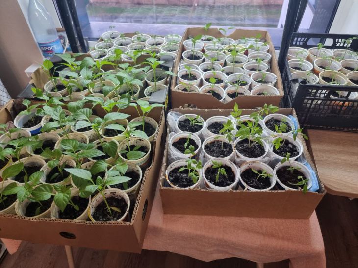 Навіщо поливати розсаду перекисом водню: секрет для потужного коріння