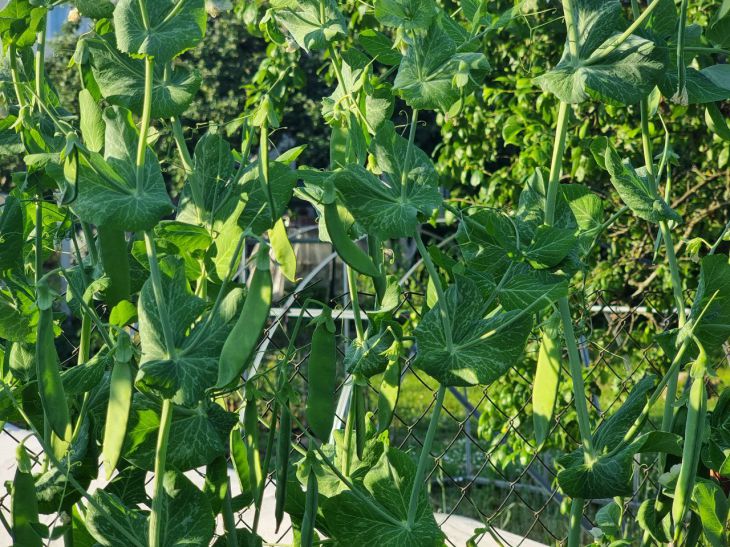 Що посадити після гороху наступного року: про це не розповість сусід по дачі