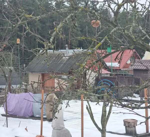 Що полити окропом навесні на дачі, щоб пробудити рослини та вбити шкідників