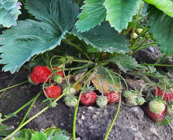 Навіщо розділяти полуницю та капусту: небезпечні пари вашого городу